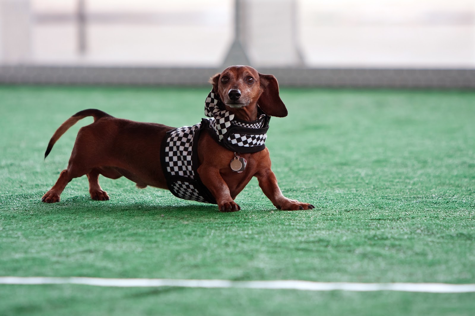 Artificial turf is a clean alternative to grass that makes it easy to dispose of pet waste 